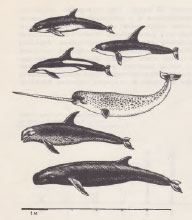 Зубатые киты