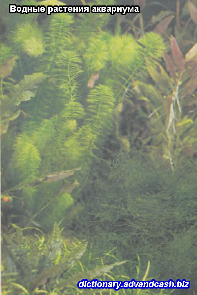 Водные растения аквариума | Аквариумист (аквариумы и террариумы)