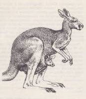 Исполинский кенгуру